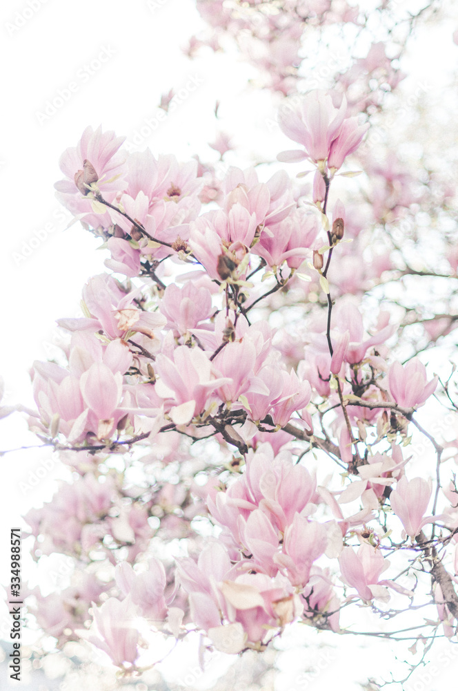 Magnolia en fleurs couleur pastel