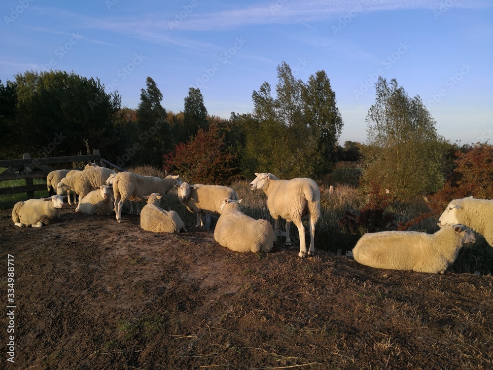 Flock of sheep in Fehmarn, Schleswig Holstein Germany Flock of sheep in Fehmarn, Schleswig Holstein Germany