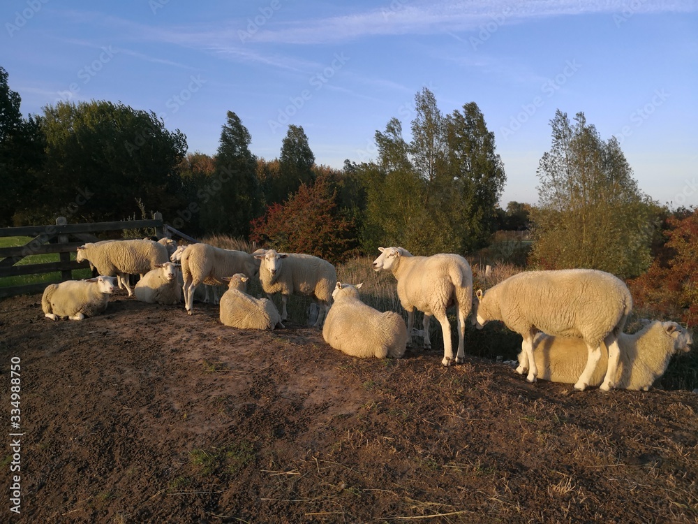 Fototapeta premium Flock of sheep in Fehmarn, Schleswig Holstein Germany