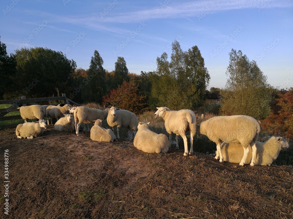 Flock of sheep in Fehmarn, Schleswig Holstein Germany Flock of sheep in Fehmarn, Schleswig Holstein Germany