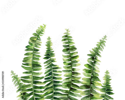 Fern leaves. Tropical forest plants. Botanical art. Watercolour illustration isolated on white background.