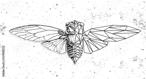 Realistic and polygonal cicada illustration. Astrology zodiac sign