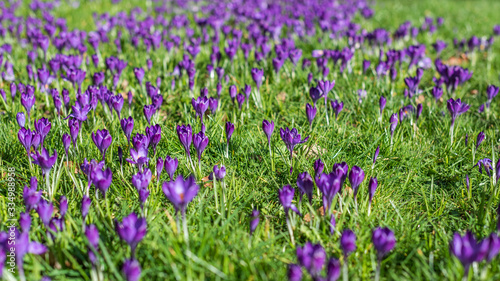 Close up of the group of the Crocus vernus flowers in the green grass at the sun light