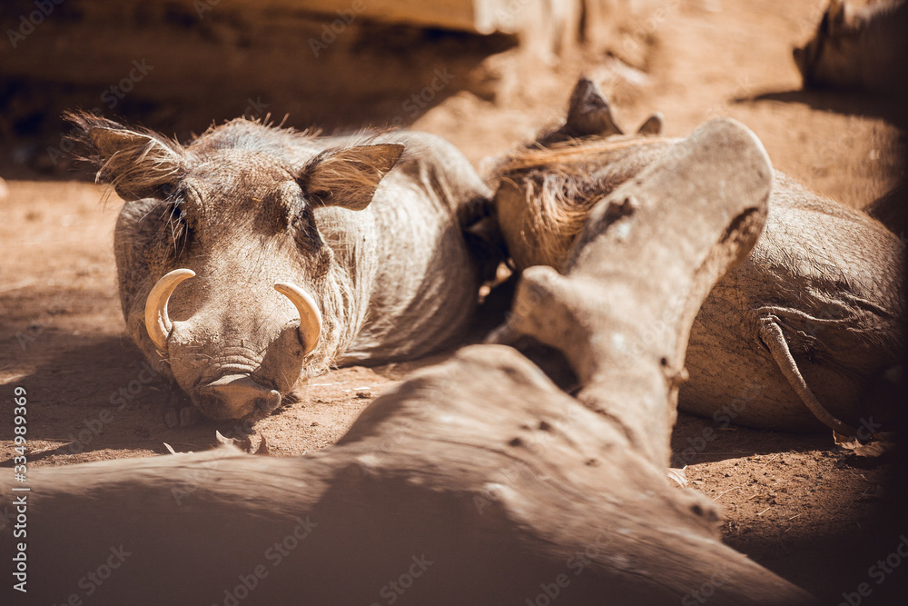 Naklejka premium African warthogs sleeping profile portrait