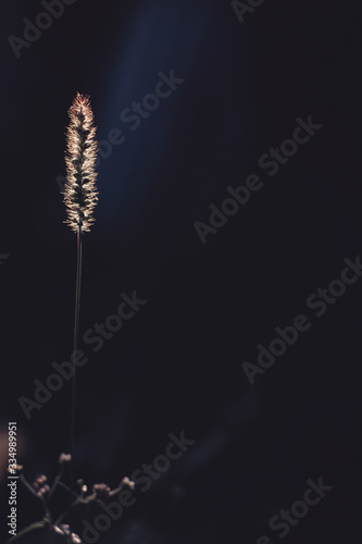 Plant of backlight in sunset.