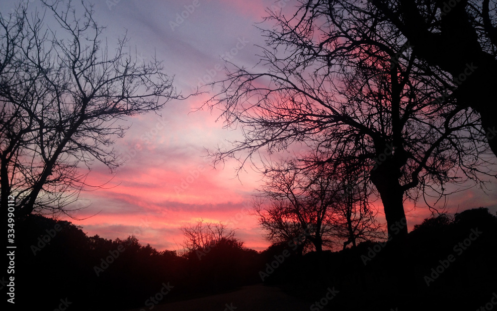 Naklejka premium Pink sunset over the trees