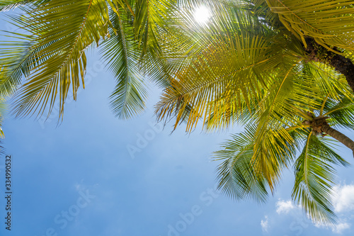 Coconut trees at the beach