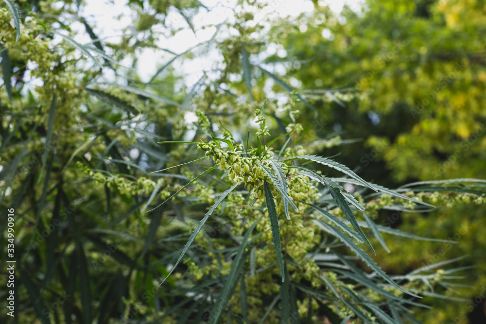 Fototapeta premium Branch of cannabis and marijuana. Ganja, hemp beautiful tree.