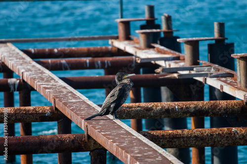 
cormorant sits on the skeleton of a bridge on the coast of the sea photo