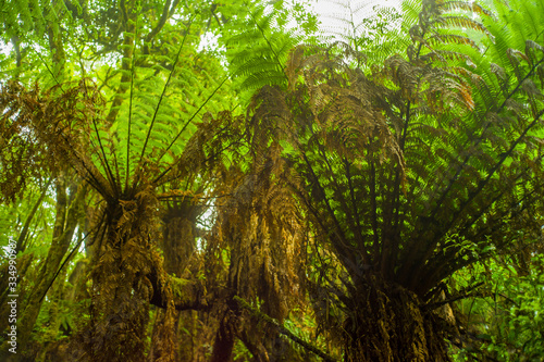Forest of Giant Fern Trees with Green Leaves that Give Shadows Because of their Huge Magnitude in Samaipata, Santa Cruz / Bolivia