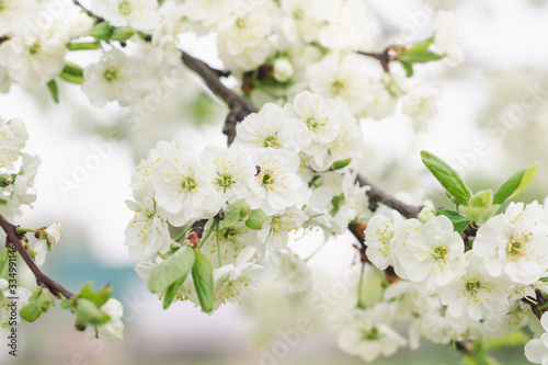Plum tree branch with beautiful white flowers in a spring garden, selective focus, close up