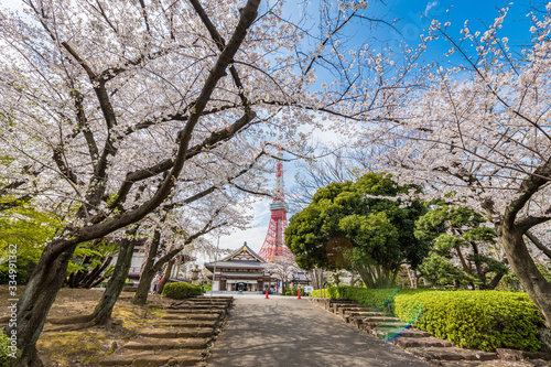 Photography 増上寺と桜と東京タワー