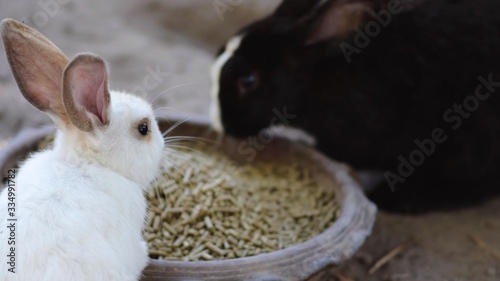 Cute small young black and white bunny rabbits eating food feed, Symbol of Easter day festival.