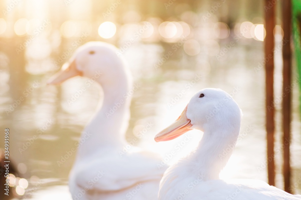 Obraz premium Portrait close up of beautiful young white duck near pond at the park in the morning with orange sun light and water blurred background.