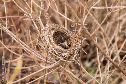 
bird nest in dry tree branches early spring