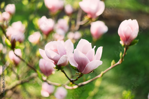Magnolia flower © alikusya