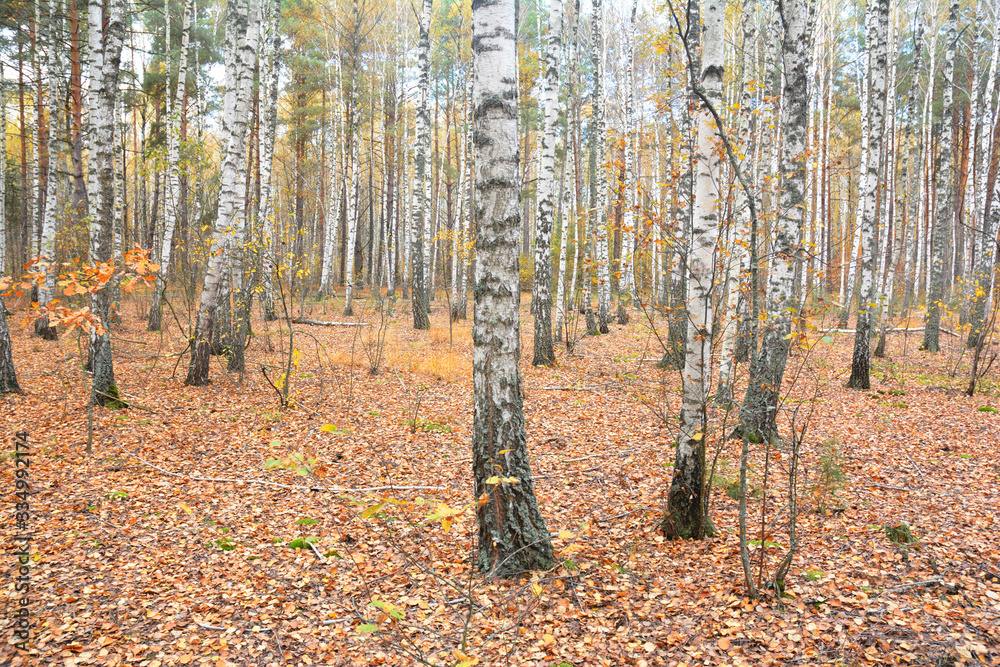 Fototapeta premium Birch trees autumn forest with golden leaves on the ground.