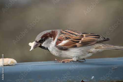  Sparrow bird close-up on a bench © Alex Barera