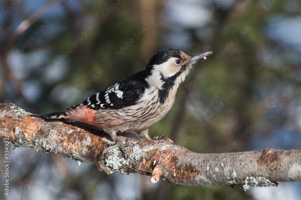 Obraz premium Thrush bird sitting on a branch