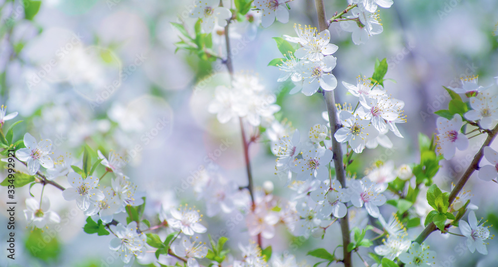 Cherry branch with beautiful background