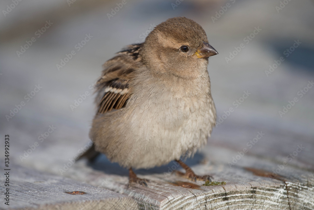 Sparrow bird close-up on a bench
Sparrow bird close-up on a bench