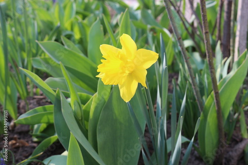 Yellow daffodil bloomed in the flowerbed on a sunny spring day