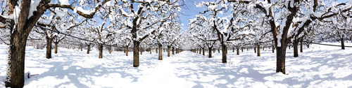 apple orchard covered with snow
