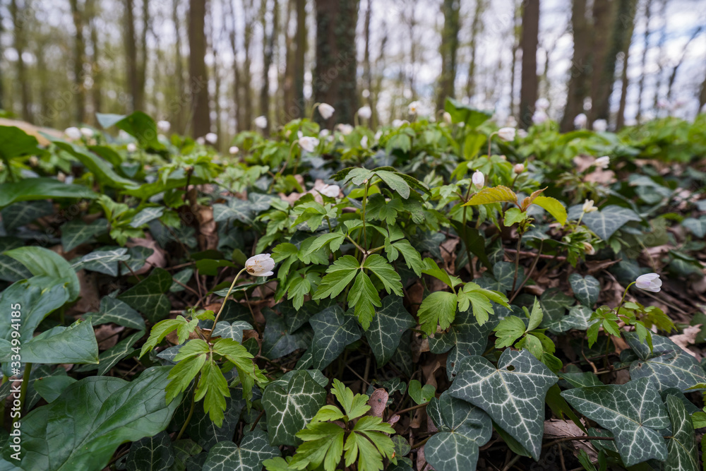 Wald Natur Outdoor Frühling Flora