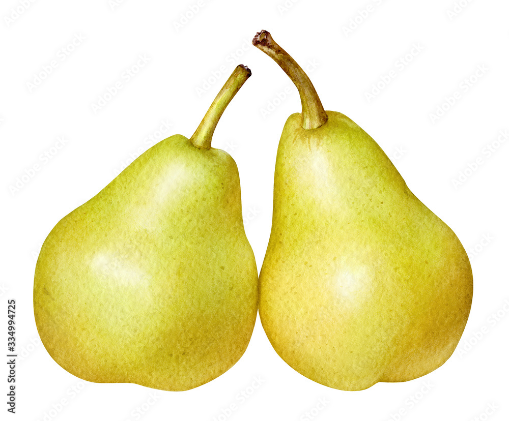 Watercolor illustration of two shiny yellow pears Watercolor illustration of two shiny yellow pears