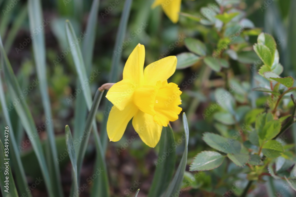 Yellow daffodil bloomed in the flowerbed on a sunny spring day Yellow daffodil bloomed in the flowerbed on a sunny spring day