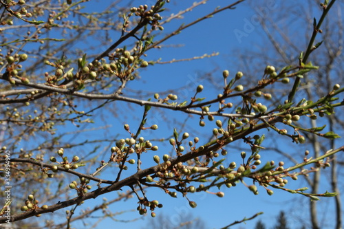 
Flower buds swollen on fruit trees in early spring