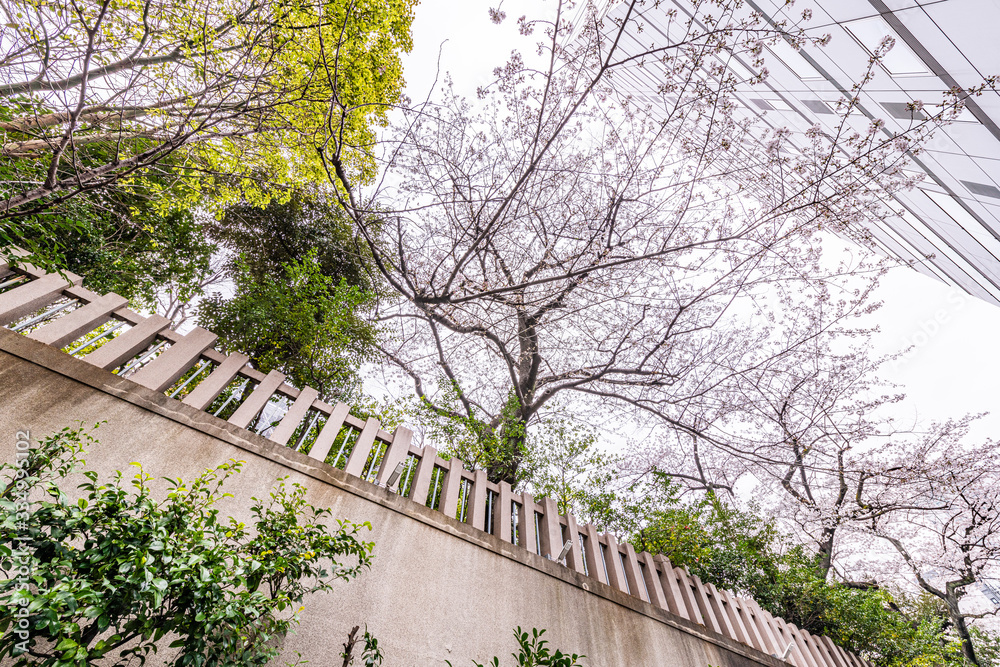 東京都内の神社の桜