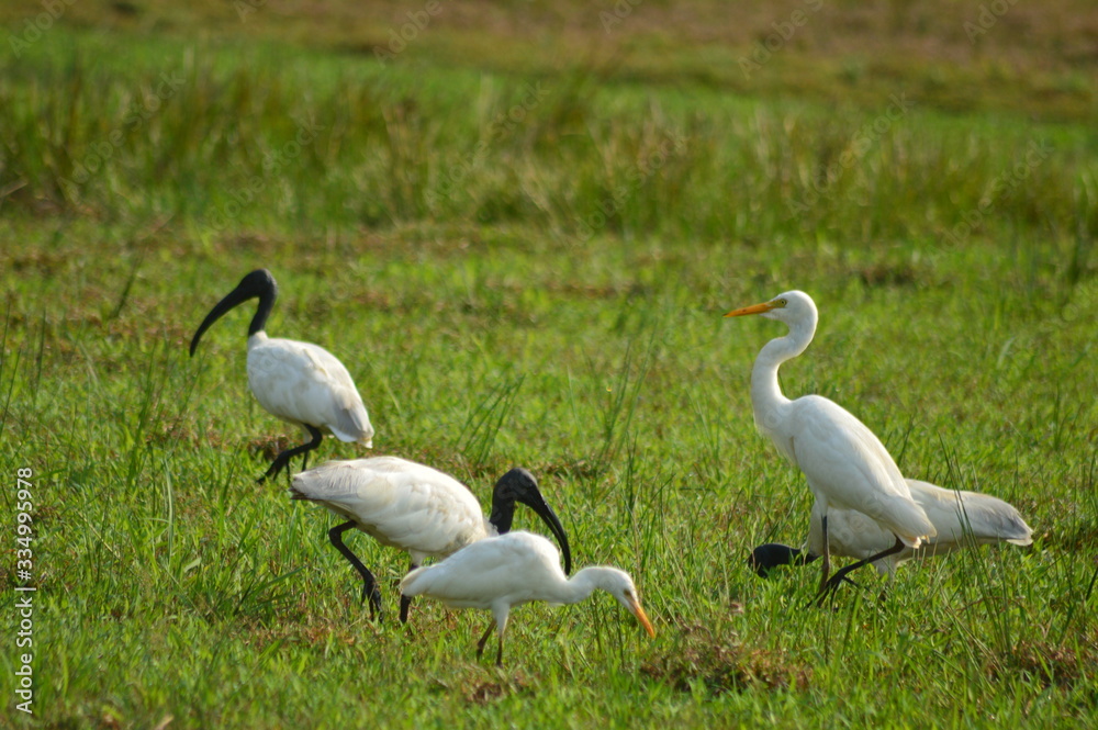 Obraz premium Birds on paddy field morning hunting time.