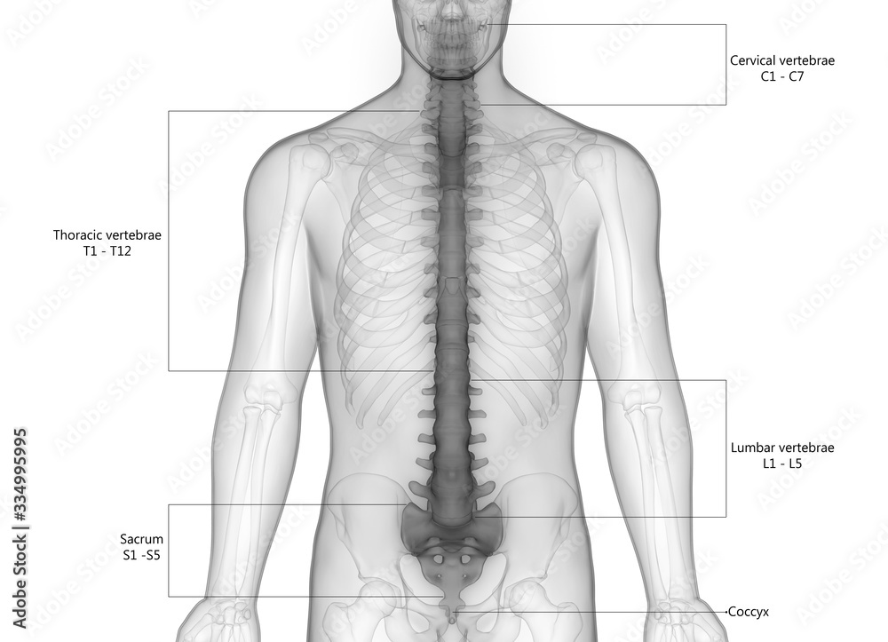 Vertebral Column of Human Skeleton System Describing with Labels ...