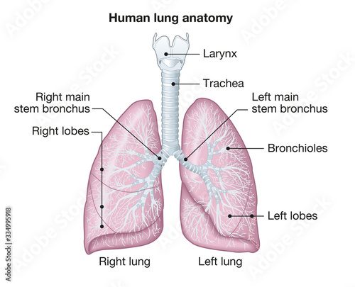 Human lungs anatomy, medically illustration photo
