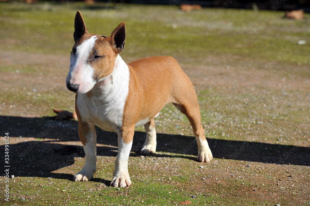 Bull Terrier Miniature brown and white color purebred dog in the park