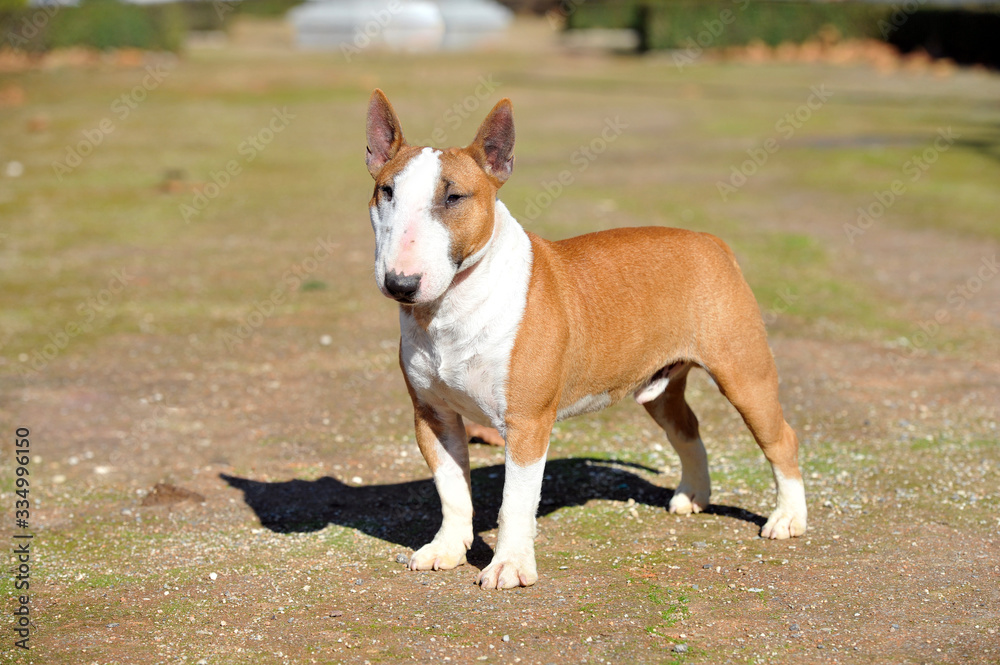 Bull Terrier Miniature brown and white color purebred dog in the park