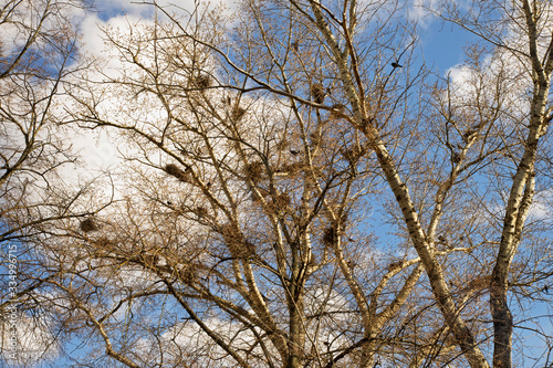 Bird nests at park of Oryol (Orel). Russia