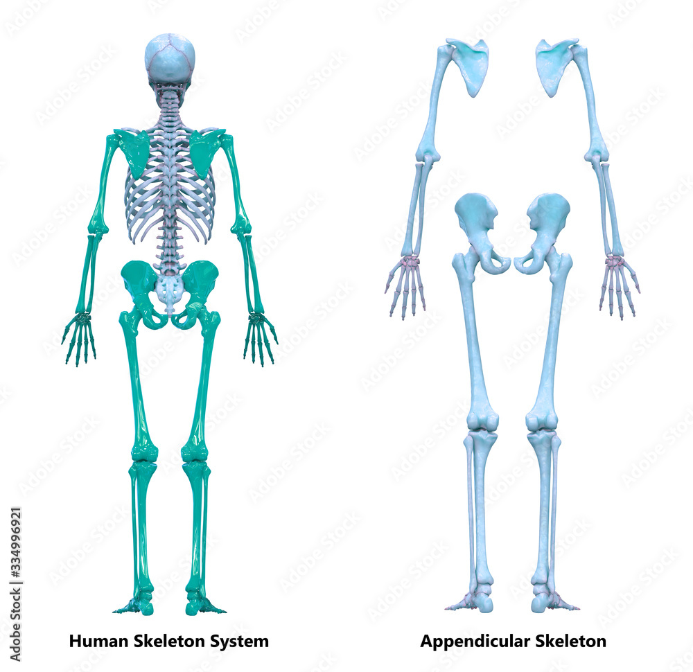Human Skeleton System Appendicular Skeleton Anatomy Stock Illustration ... Biology Diagrams
