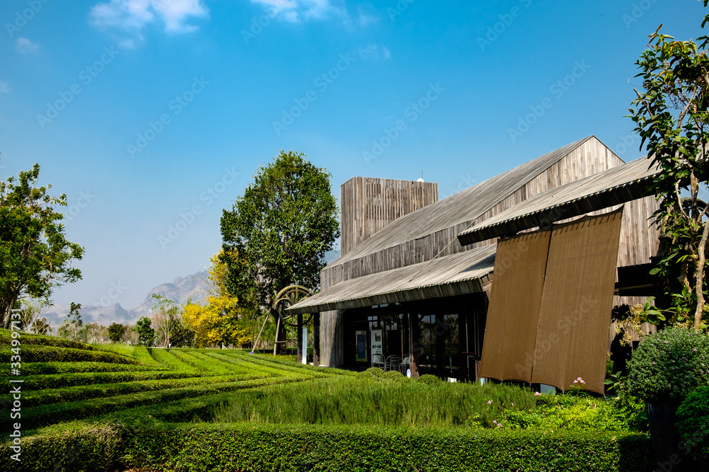 A wonderful vineyard with a wooden lodge during the sunny day A wonderful vineyard with a wooden lodge during the sunny day