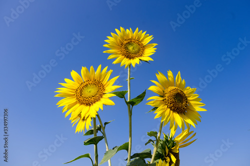 Sunflowers isolated on blue sky backgroundsThe bouquet of fresh