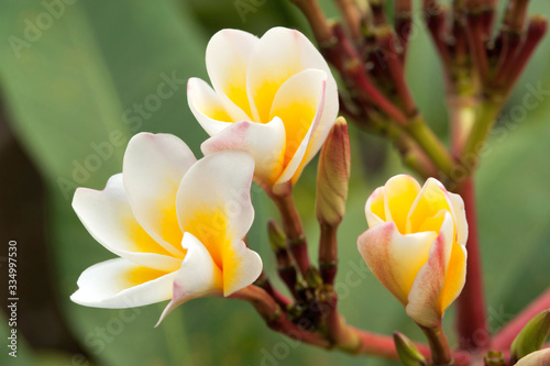  Tropical flowers frangipani in Thailand  