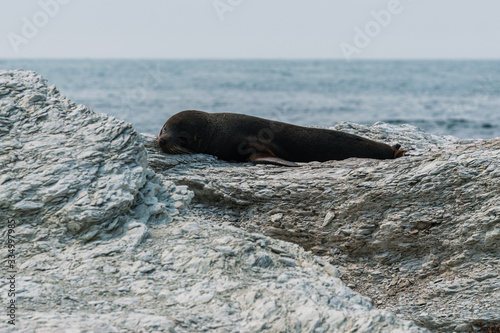 sea lion dozing on the rocks