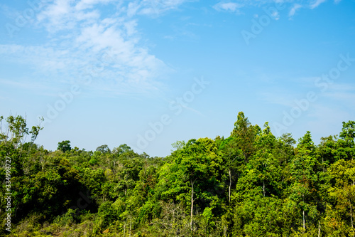 A tree panel with a sky background