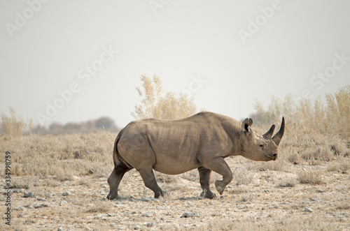 Black (hook lipped) rhino in savannah, Etosha