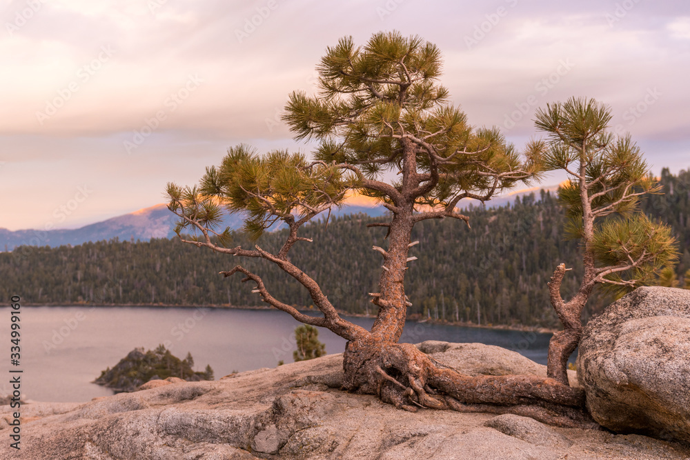 Sunset on a tree growing from the rock at Emerald Bay State Park Lookout in Lake Tahoe
