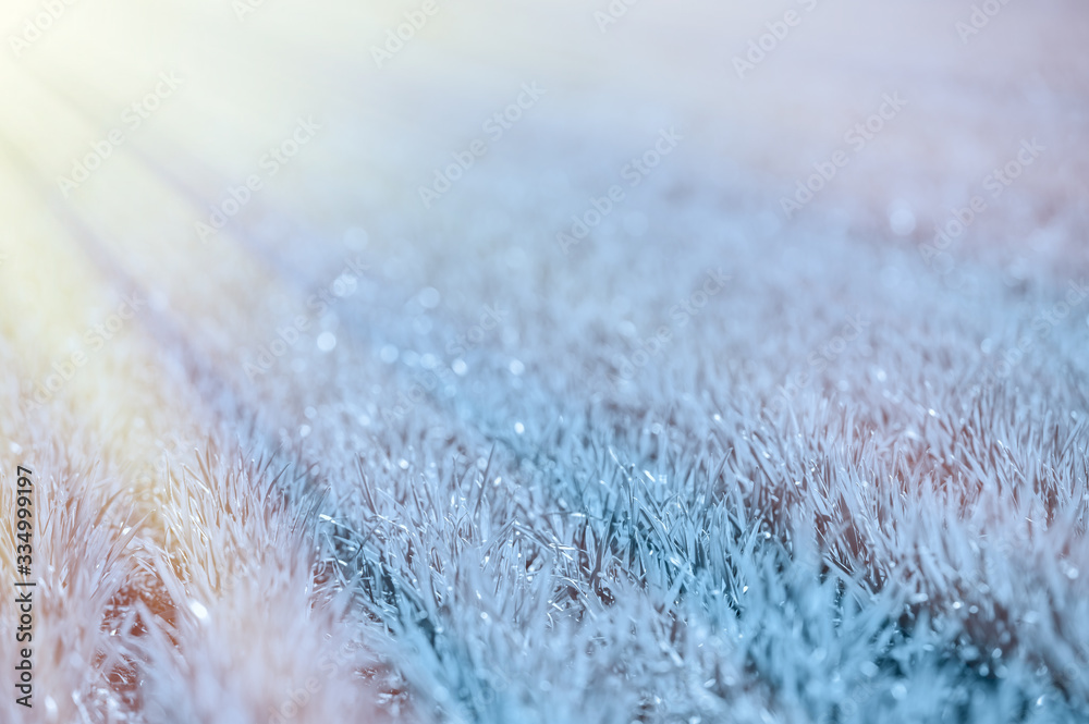 Young green wheat grows in the field. Rows with sprouts of wheat. Sunny spring morning. Image toned in classic blue. Young green wheat grows in the field. Rows with sprouts of wheat. Sunny spring morning. Image toned in classic blue.