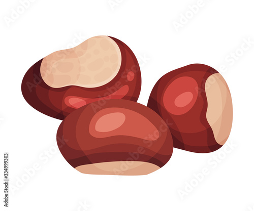 Chestnut Brown Fruit Isolated on White Background Vector Illustration