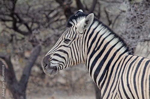 Close-up side view of Burchell s Zebra  Etosha