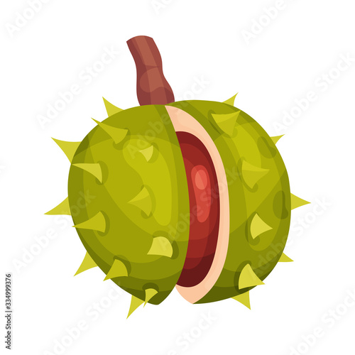 Chestnut with Thorned Shell and Brown Nut Inside Vector Illustration